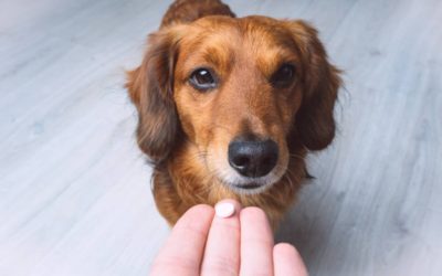 10 questions to ask about your pet’s medication