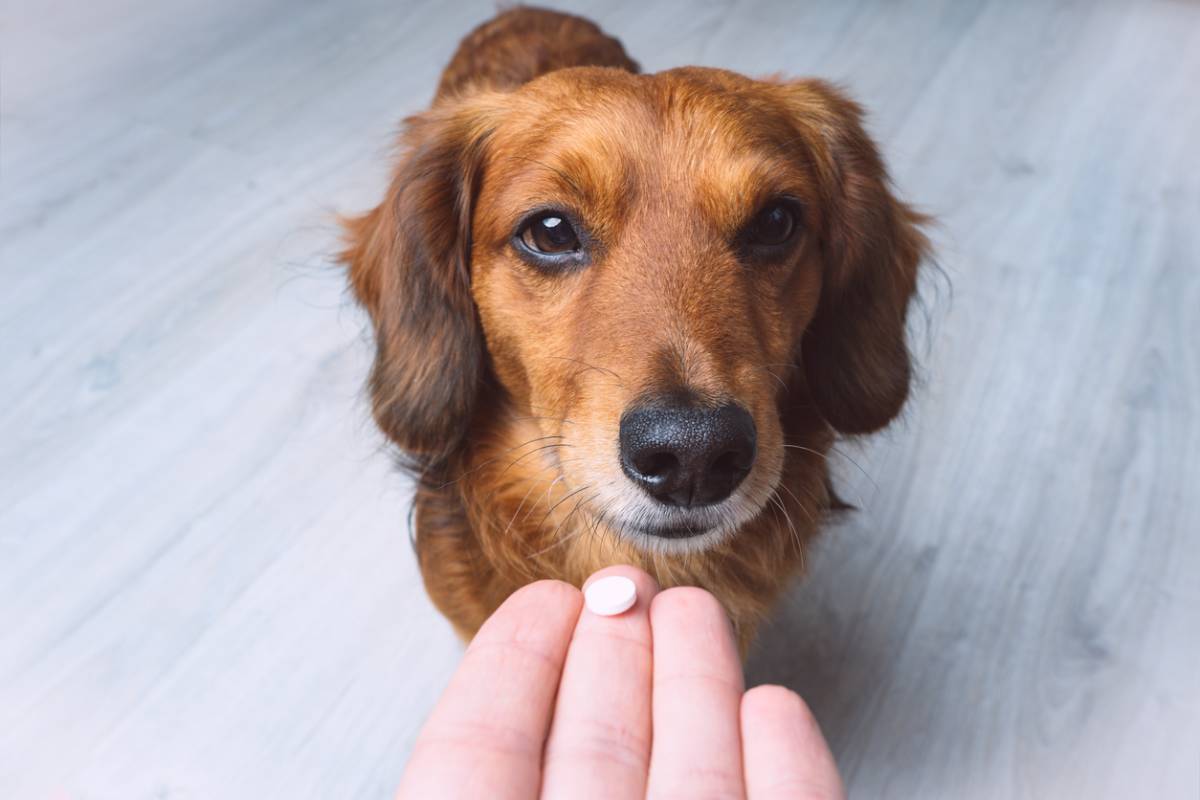 10 questions to ask about your pet’s medication